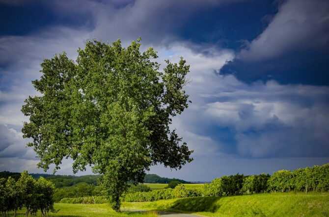 Armagnac: an age-old tradition that moves with the times