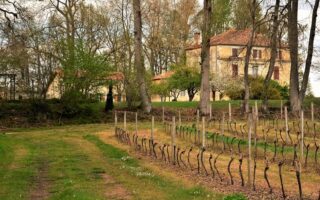 The Baron’s Blog: spring is the time for binding shoots at Château de Bordeneuve