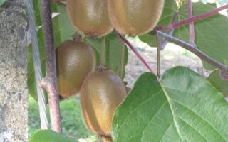 What’s in season in France in April?