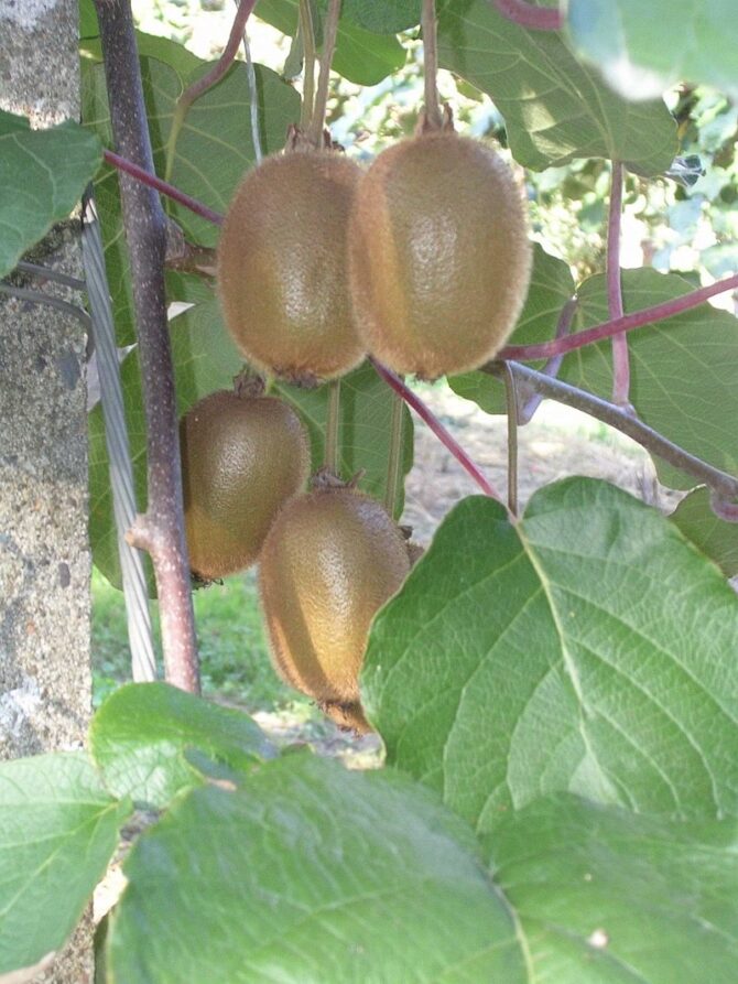 What’s in season in France in April?