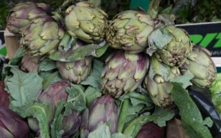 All about French artichokes