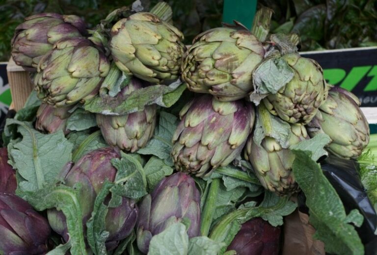 All about French artichokes Taste of France
