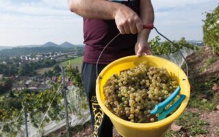 Wine from the mines… Grape expectations