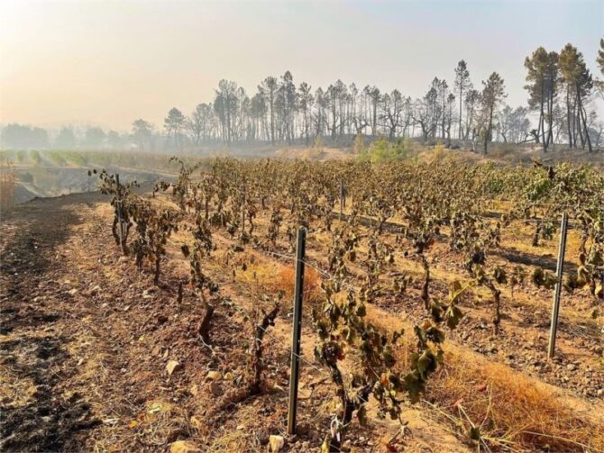 Provence winemakers’ plea after devastating wildfires