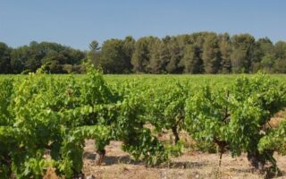 France faces lowest wine harvest on record