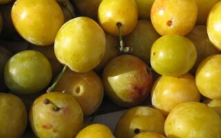 Eat seasonally: What’s in season in France in September