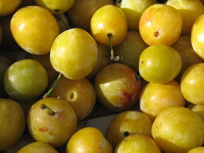 Eat seasonally: What’s in season in France in September