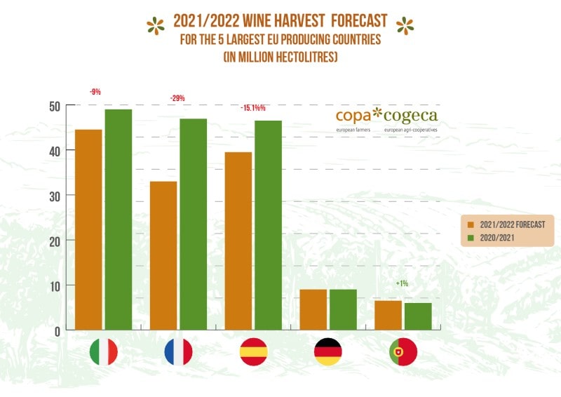 wine harvest 2021-2022_