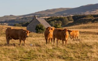 Great French cheeses: Salers AOP