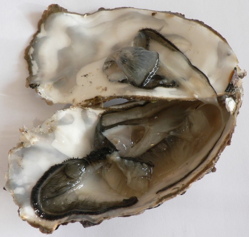 Marenes oyster by David Monniaux