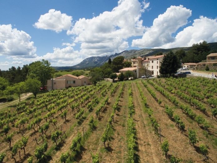 The vineyards at Domaine Capitaine Danjou. © Légion étrangère