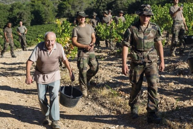 Kepis blancs working hard during the harvest. © Légion étrangère