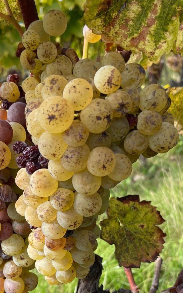 Botrytises grapes
