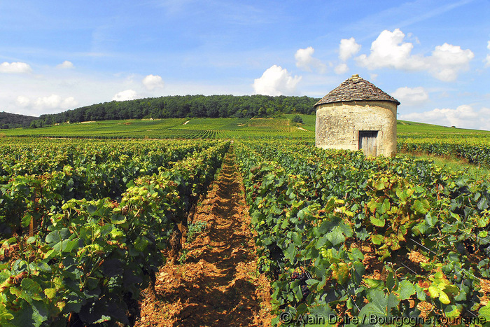 A french vineyard