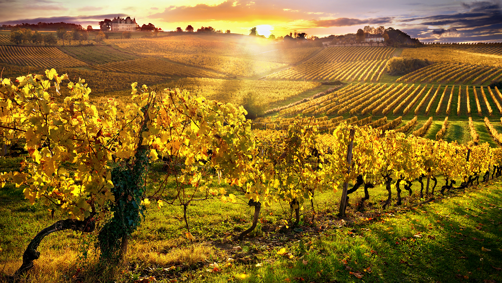 Sunset Over Vineyards South France Bergerac Stock Photo