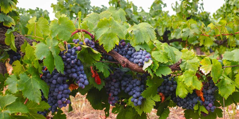 Wine grapes