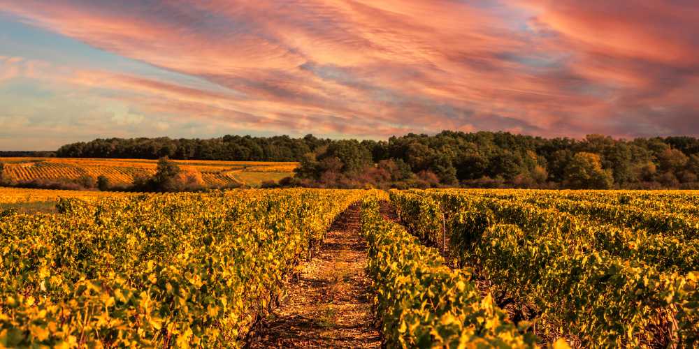 French Vineyard