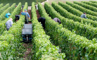 Champagne harvest 2023: record-breaking bunches signal exceptional year