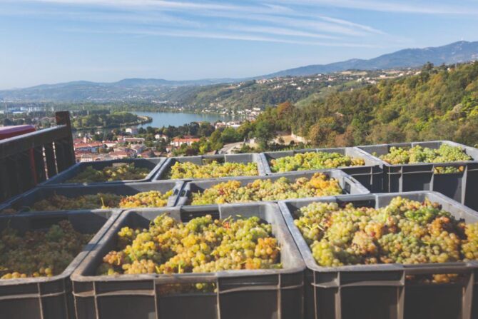 A gastronomic tour of Northern Rhone