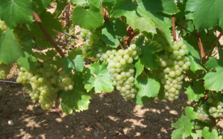 World Chardonnay Day: 3 wines you must try