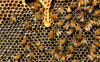 Busy bees produce 40kg of honey at train station