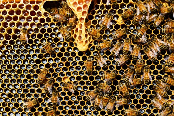 Busy bees produce 40kg of honey at train station