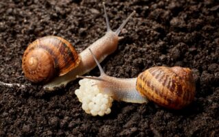 E is for escargots