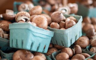 Mushroom season in France