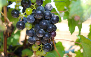 2024 wine harvest will be the smallest in recent years
