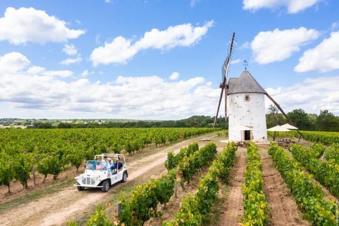 Discover a little-known gem: the Vendée vineyards 