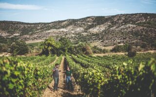 A Tale of Two Vineyards